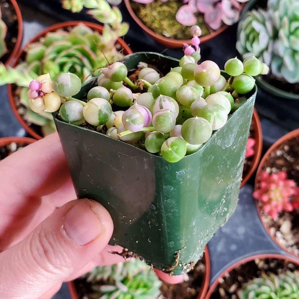Senecio rowleyanus f. variegatus 'Variegated String of Pearls'